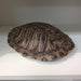 Turtle  (Red Ear Turtle) - PrimalAttitude.com